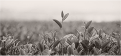 img-ambiental